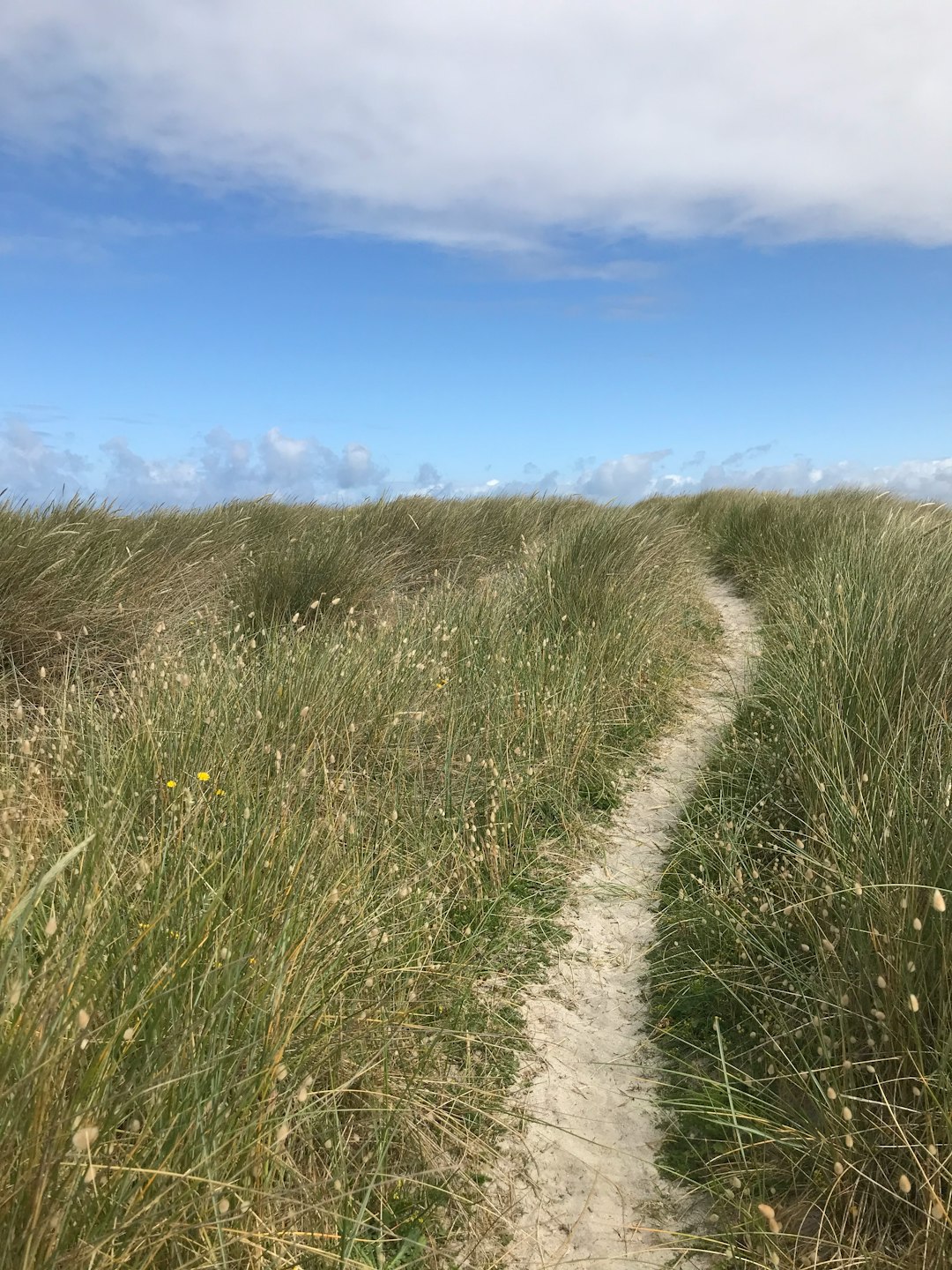 grass field under blue sky